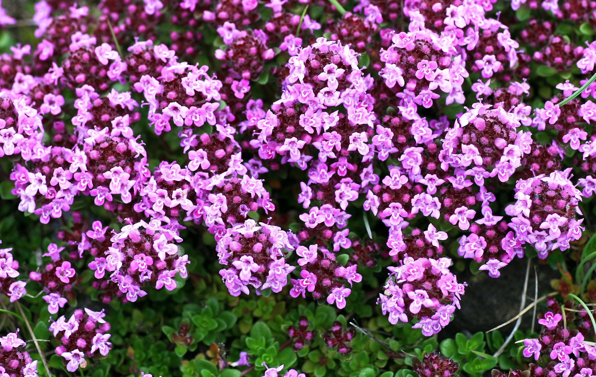 Саженец Тимьян ползучий Артикус Thymus serpyllum 1 шт.
