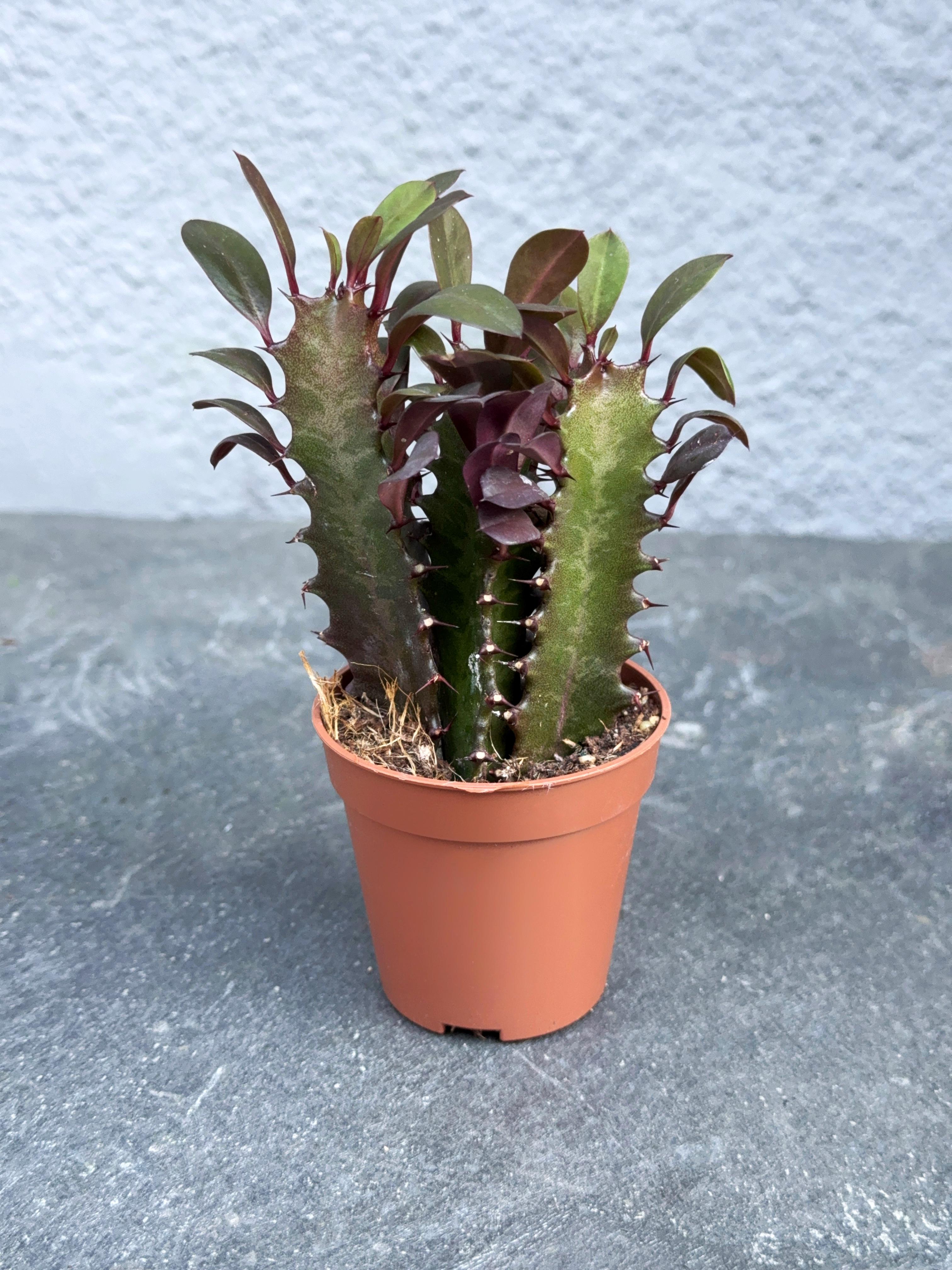 Сукулент Молочай треугольный Euphorbia trigona 5 см