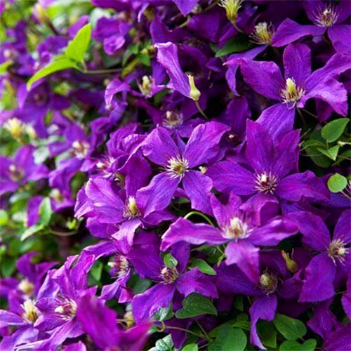 Клематис Polish Spirit Florium