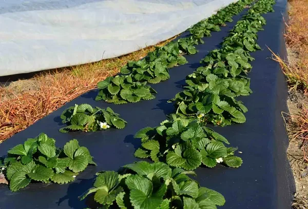 Агроволокно мульчировочное Greentex Р50 для защиты от сорняков 16x100 м Черный - фото 4