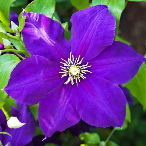 Клематис Jackmanii Florium