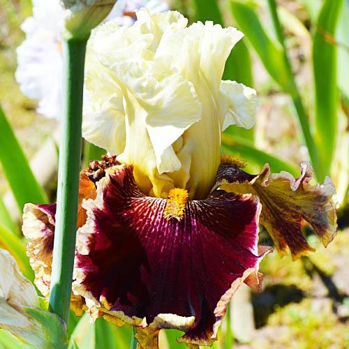 Ирис Risk Taker Florium - фото 2
