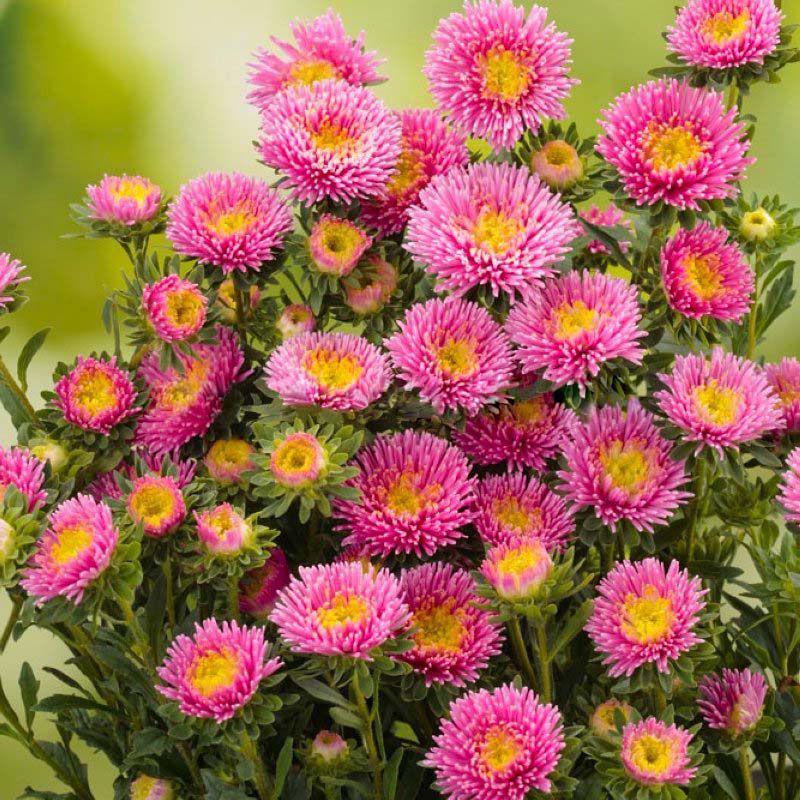 Семена Астра Florium Арлекин 2 г Розовый (17532)