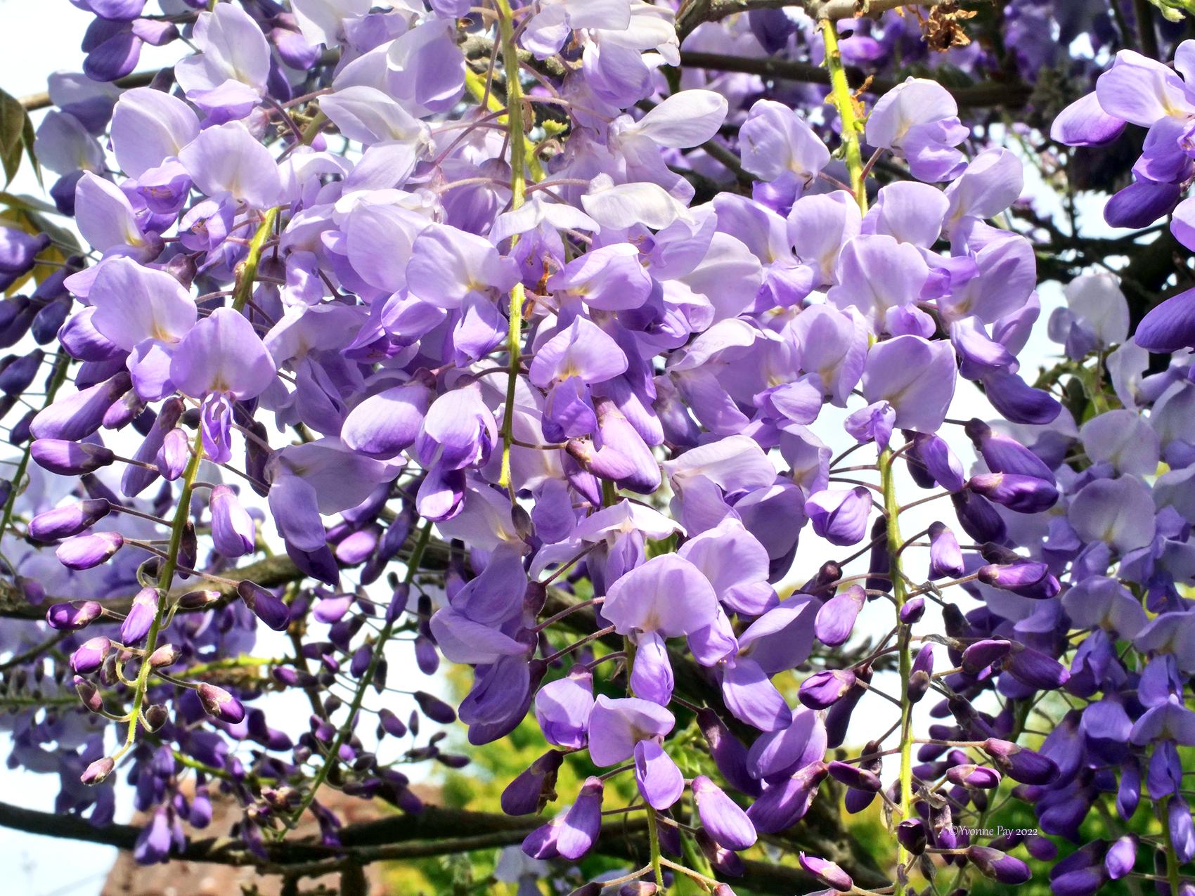 Глициния Эйва Eiyva Wisteria 1 шт. (38285798)