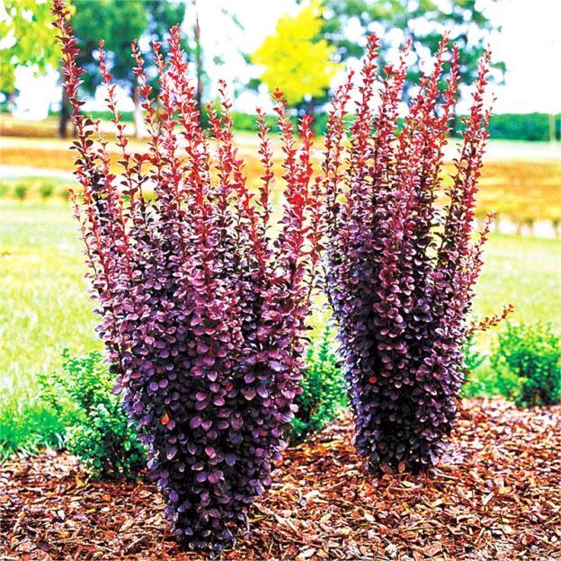 Саженец барбариса Тунберга Helmond Pillar Р9 (1037341909)