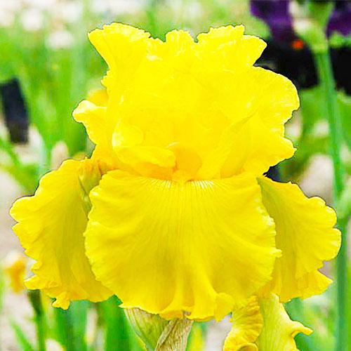 Ирис Best and Brightest Florium