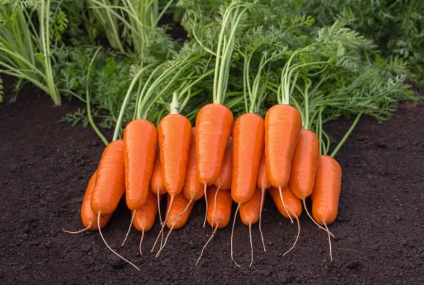 Насіння Морква Newcastle F1 ТД Гекса-Україна 100 000 шт. 2,2-2,4 мм 01-17-123 (IR01058) Насіння Морква Newcastle F1 ТД Гекса-Україна 100 000 шт. 2,2-2,4 мм 01-17-123 (IR01058)