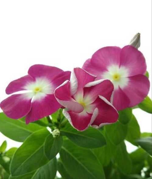 Семена Катарантус SunStorm Orchid Halo ТД Гекса-Украина 02-01-347 100 шт. (IR003126)