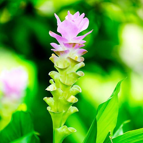 Куркума Florium Pink Wonder (3241)
