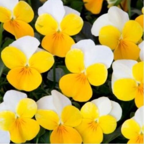 Насіння квітів Віола рогата Takii Floral Power F1 Yellow Beacon 50 шт. (BN09005-3)