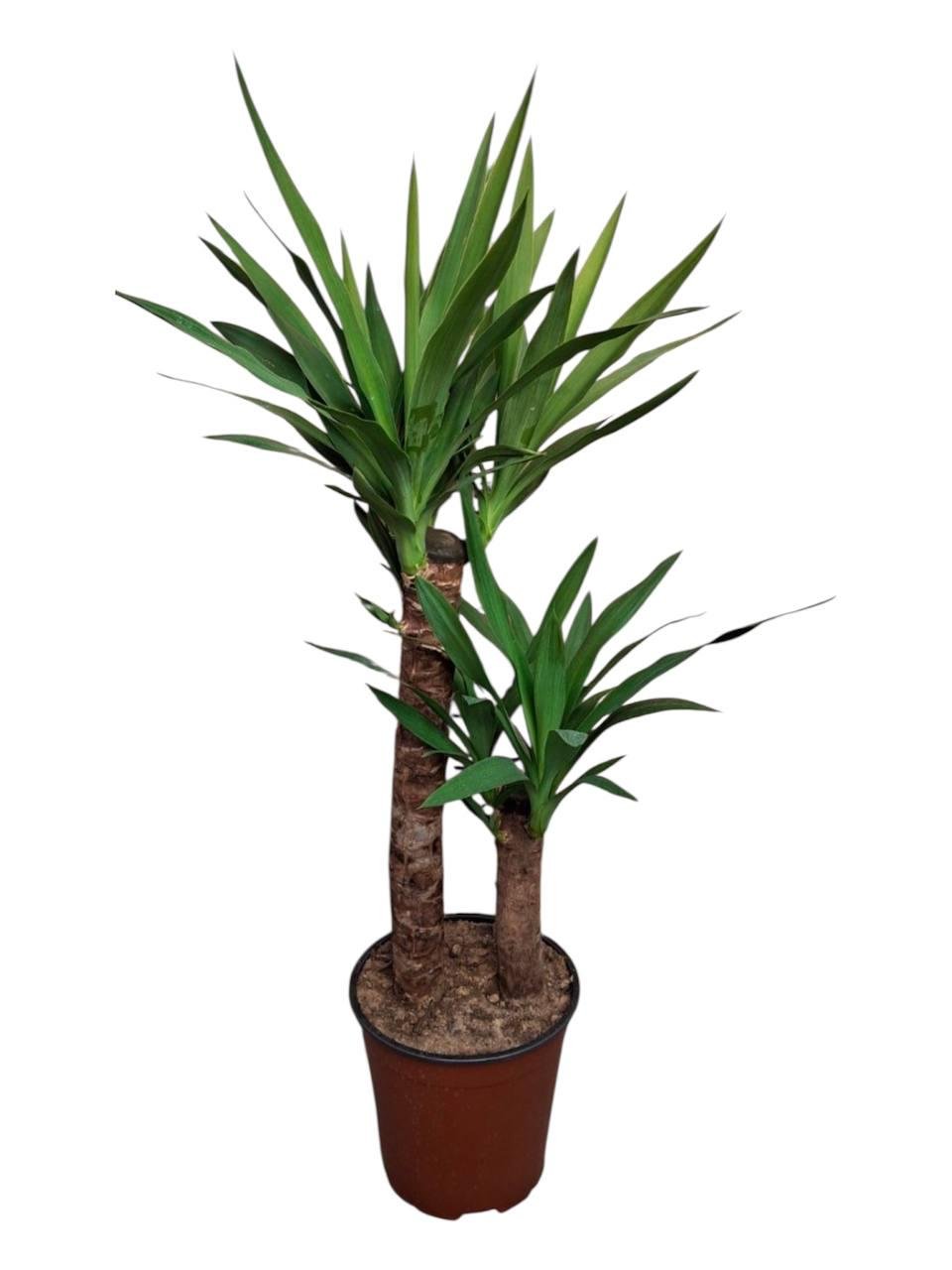 Юкка 2 ствола (32520725)