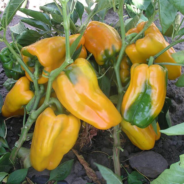 Семена Перец сладкий Джемини F1 ТД Гекса-Украина 01-20-103 8 шт. (IR01304)