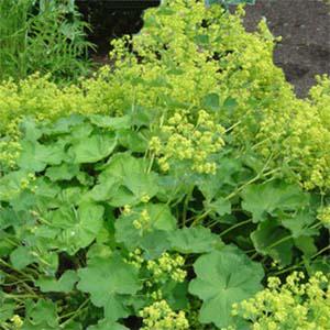 Манжетка Florium мягкая Senior (7487)