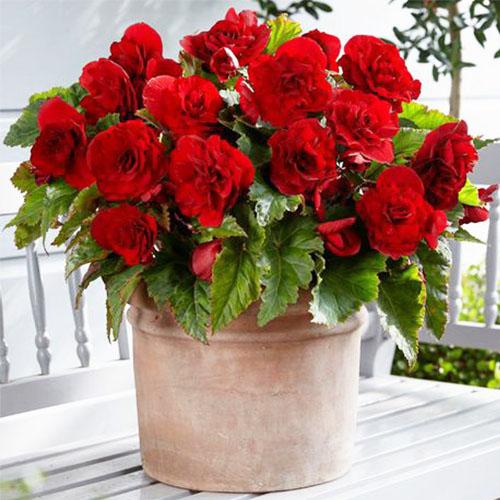 Бегония Florium махровая Florium Красный (16454)