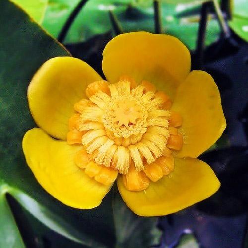 Кубышка Florium Желтый (5933)