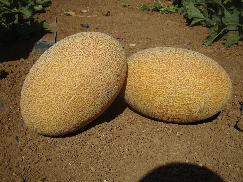 Семена Сладкая Дыня Syngenta MAKABEO F1 500 шт. (2289644139)