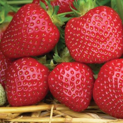 Саженец клубники Jive поздняя (1756159433)