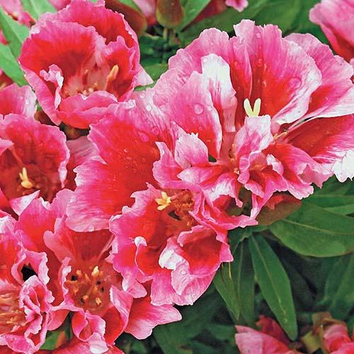 Семена Годеция грандифлора Южная Красавица Florium