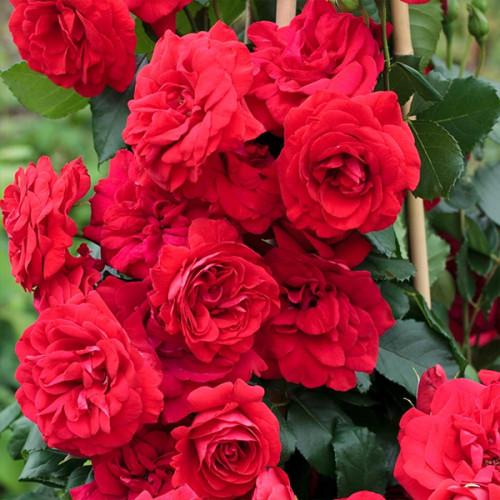 Троянда плетиста Амадеус Amadeus 3 шт. (dcd71c3f289211e68a69001b7804db10)