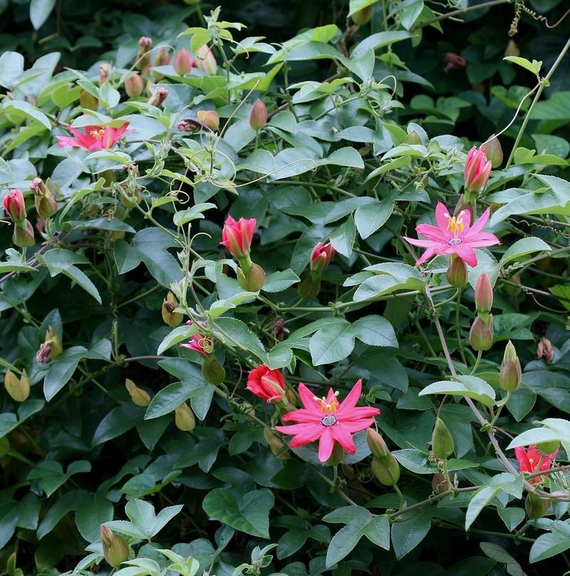 Пассифлора банановая маракуйя нежнейшая Passiflora molissima семена 10 шт. - фото 4 Пассифлора банановая маракуйя нежнейшая Passiflora molissima семена 10 шт. - фото 4