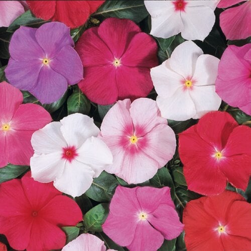 Семена цветов Катарантус Heatwave full mixture Hem Genetics 50 шт. (BN09193-3)