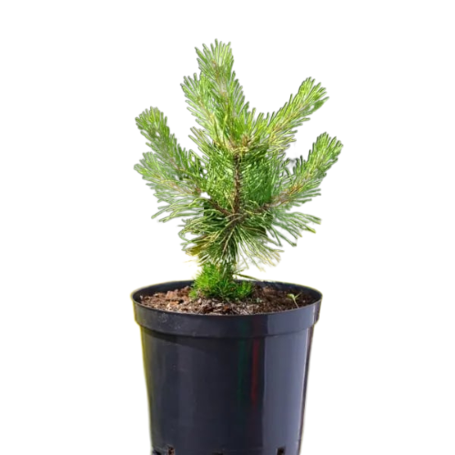 Сосна обыкновенная саженец 25-30 см (122337)