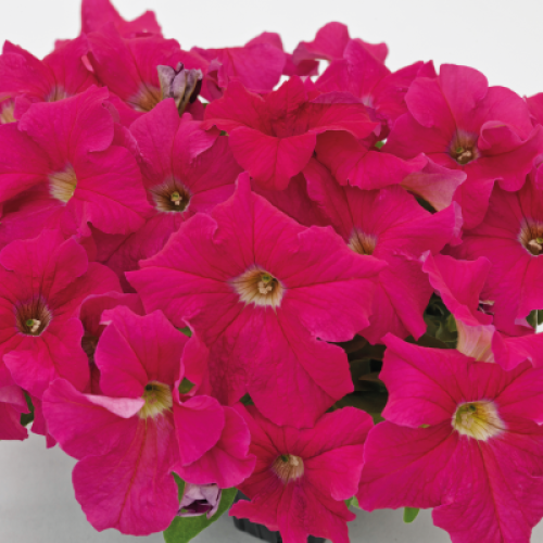 Семена цветов Syngenta Камнеломка Highlander Rose Shades 10 шт. (BN08481)
