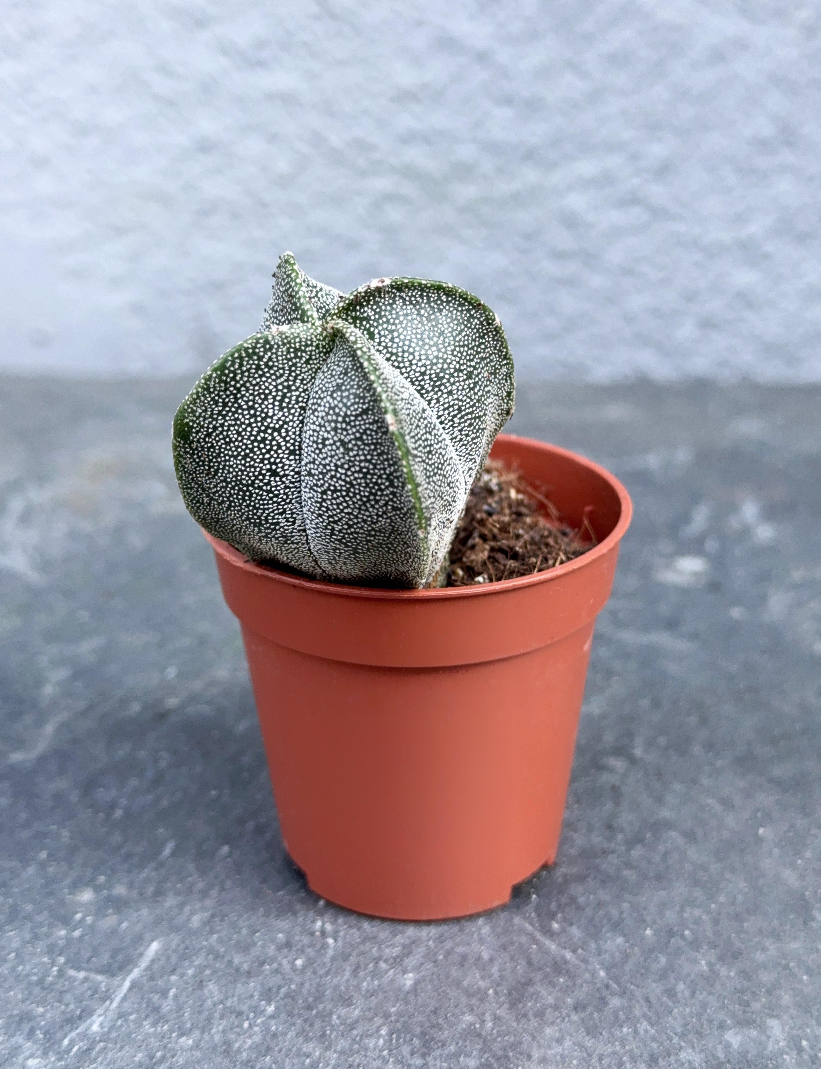 Сукулент Астрофитум крапчатый Astrophytum myriostigma 5 см