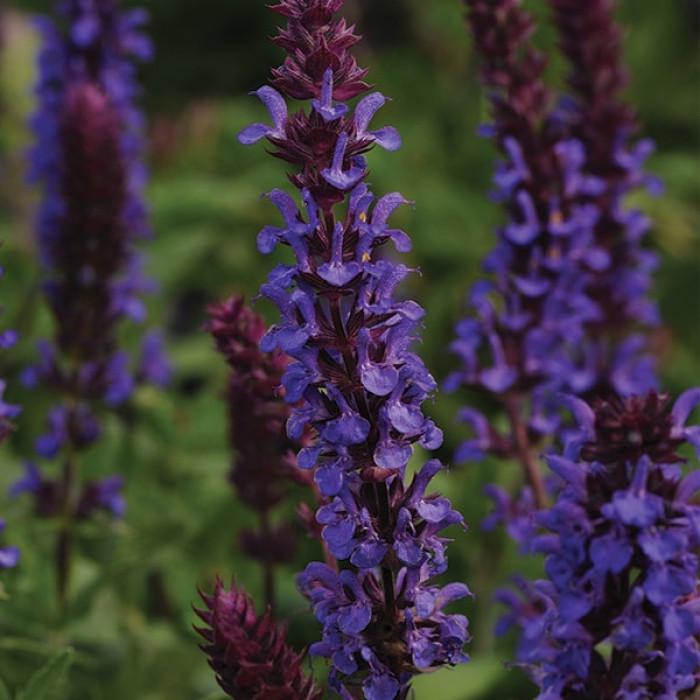 Семена цветов Kieft Seed Сальвия лесная NEW DIMENSION BLUE 25 шт. (BN04506-4)