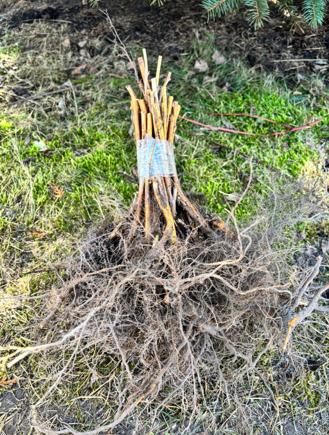 Саженцы малины, ремонтантный сорт, ранний срок созревания, урожайный, транспортабельная ягода