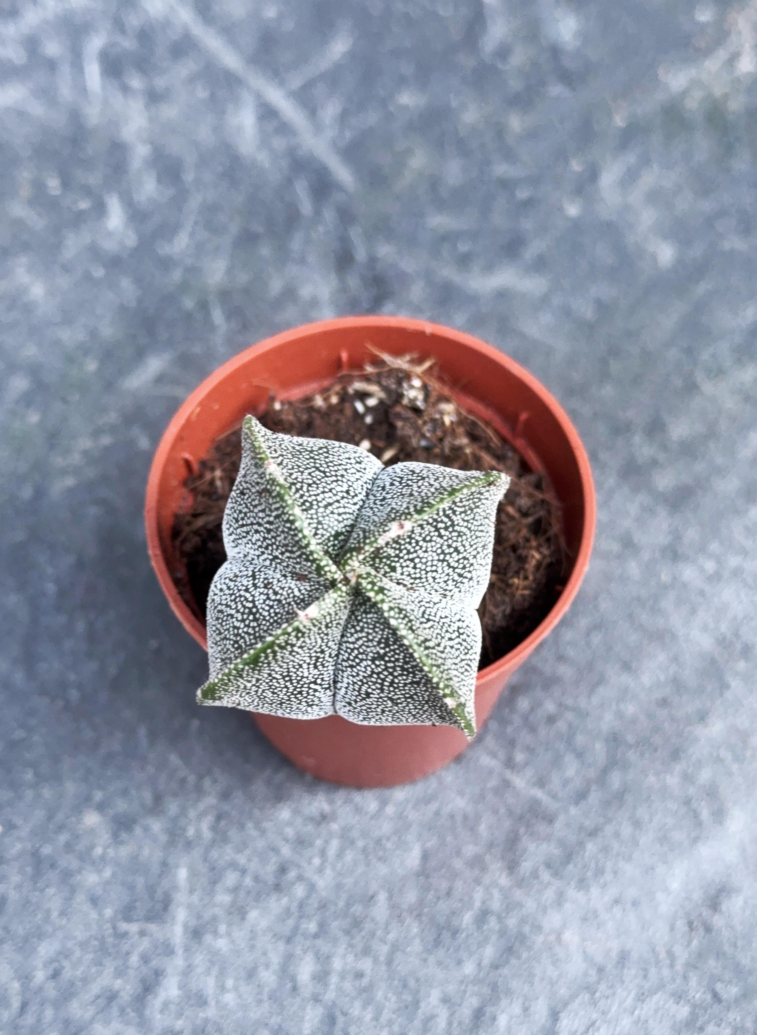 Сукулент Астрофітум крапчастий Astrophytum myriostigma 5 см - фото 2