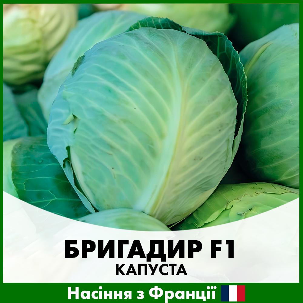Семена капусты Clause Белоголова Бригадир F1 100 шт. (R29031)