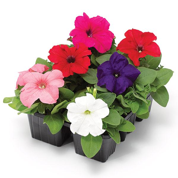 Насіння Петунія Грандифлора Дувет Duvet F1 mix ТД Гекса-Україна 02-01-472 1000 шт. (IR003397)