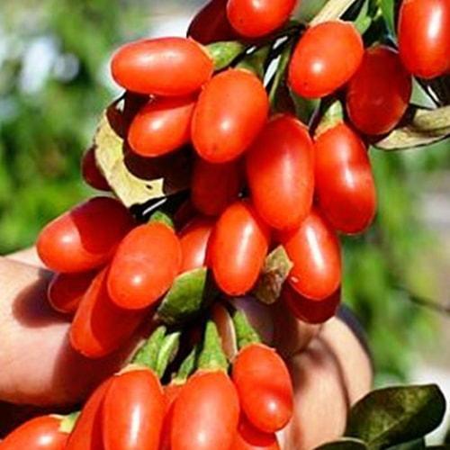 Саженцы AGROMARKET