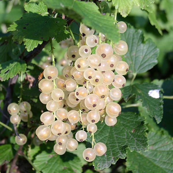 Саджанець смородини білої Сніжана середня біла (644542789)