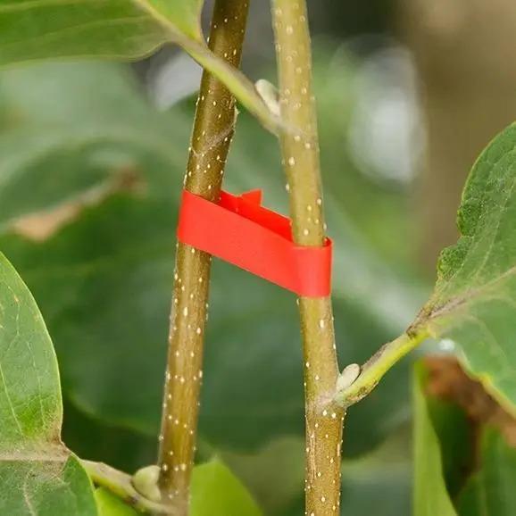 Стрічка для підв'язки рослин для садового степлера 130мкм 30 м - фото 5 Стрічка для підв'язки рослин для садового степлера 130мкм 30 м - фото 5