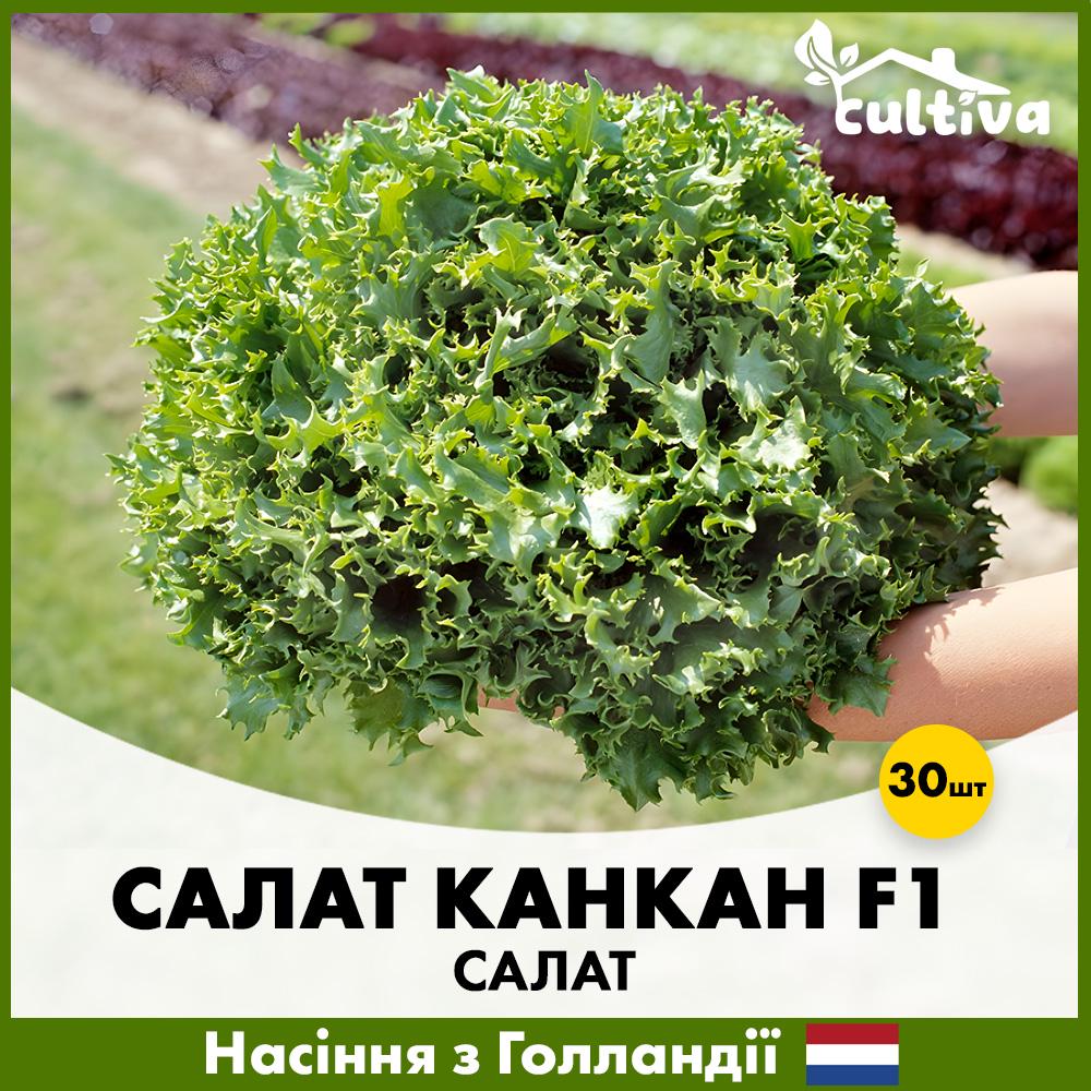 Семена салата в Enza Zaden Канкан F1 тип Фризе 30 шт. (Y2001)