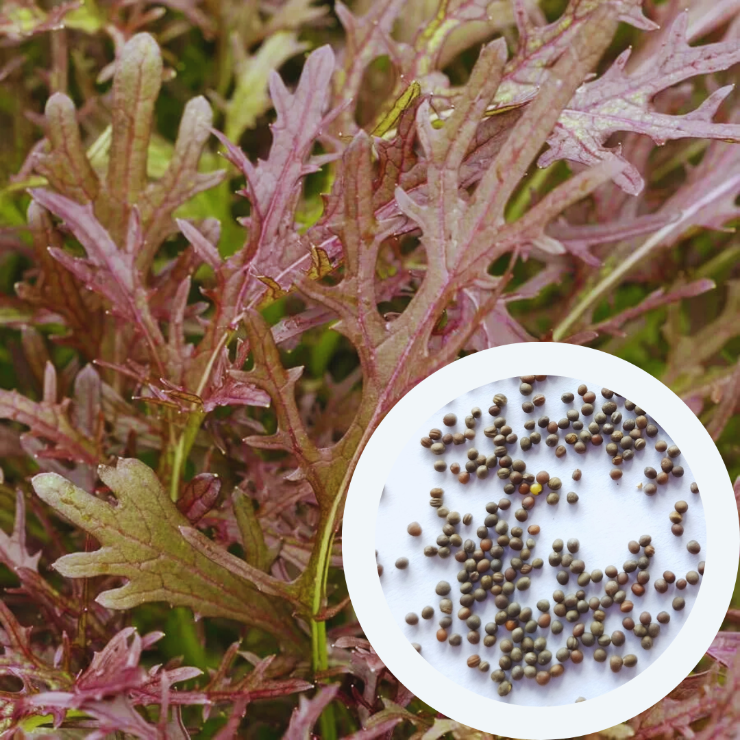 Семена Мизуна Красная  1 г 500 шт. скороспелая японская капуста (RS-00904) - фото 3