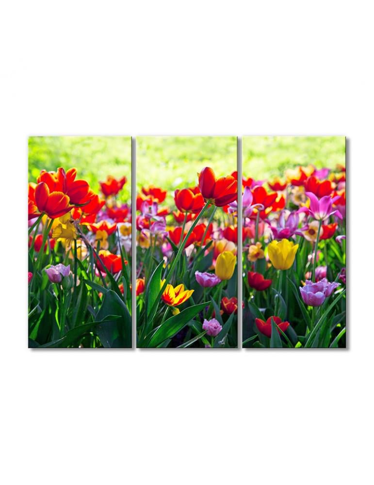 Картина модульная Поле цветных тюльпанов 3 модуля 70x105 см