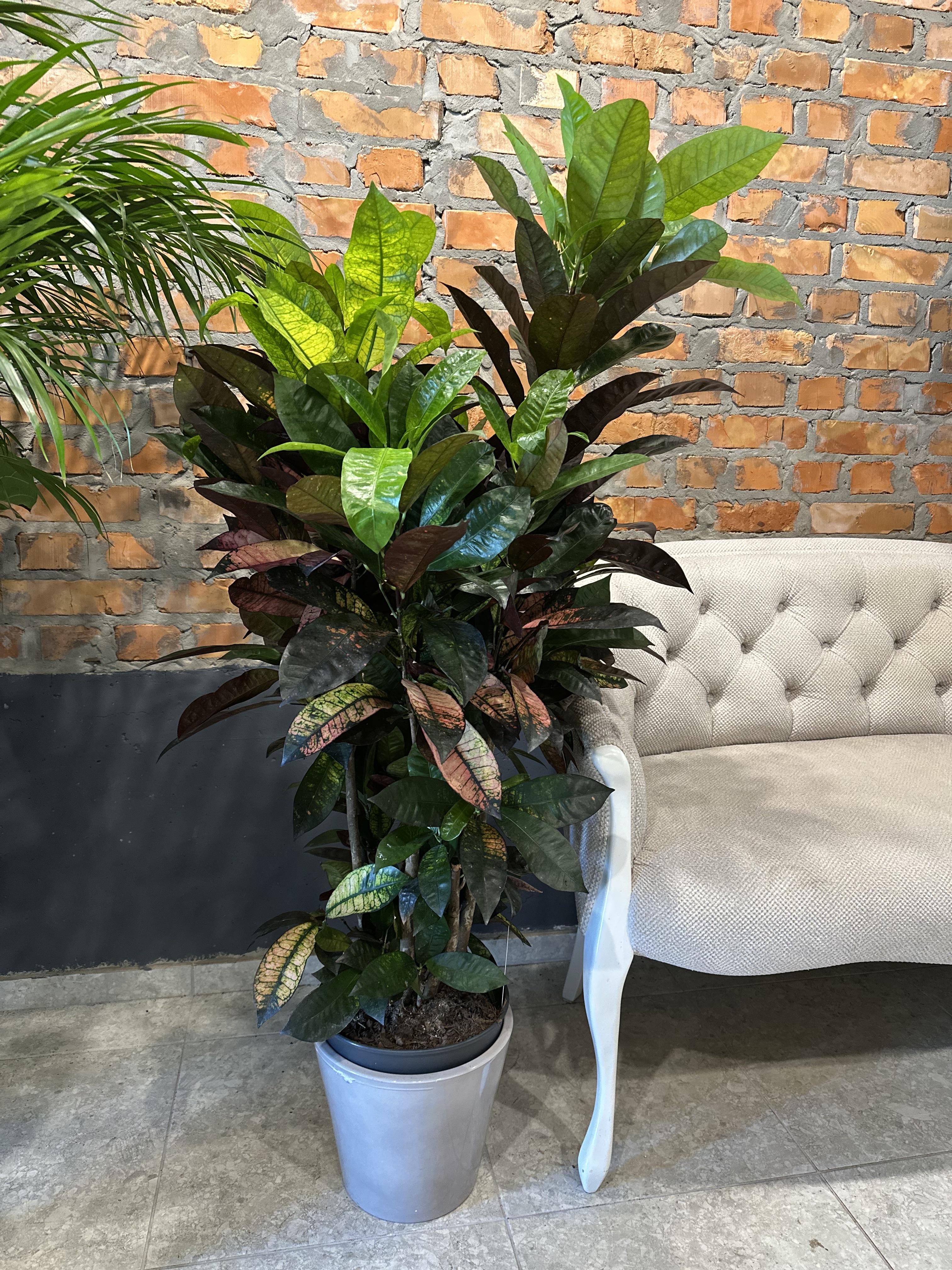 Кротон Міссіс Айстон Codiaeum var.Mrs Iceton (29366946)