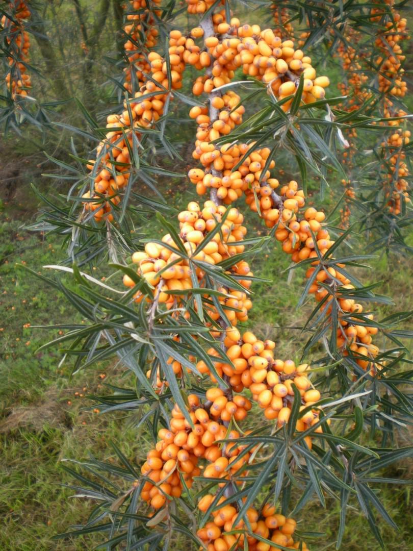 Саженец Облепиха крушевидная Херго Hippophae Hergo 1 шт.