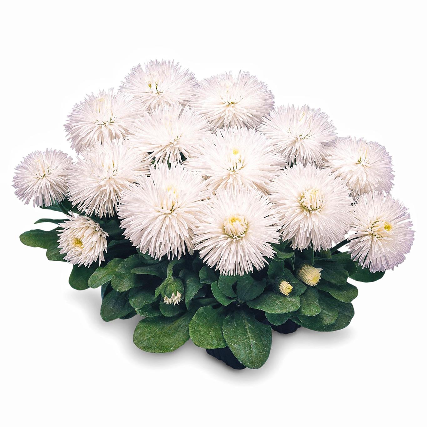 Семена цветов Маргаритка многолетняя Хабанера белая 5 шт. (38287081)