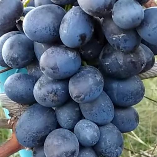 Сажанець Виноград Чорний Яструб надранній морозостійкий сорт (158232)