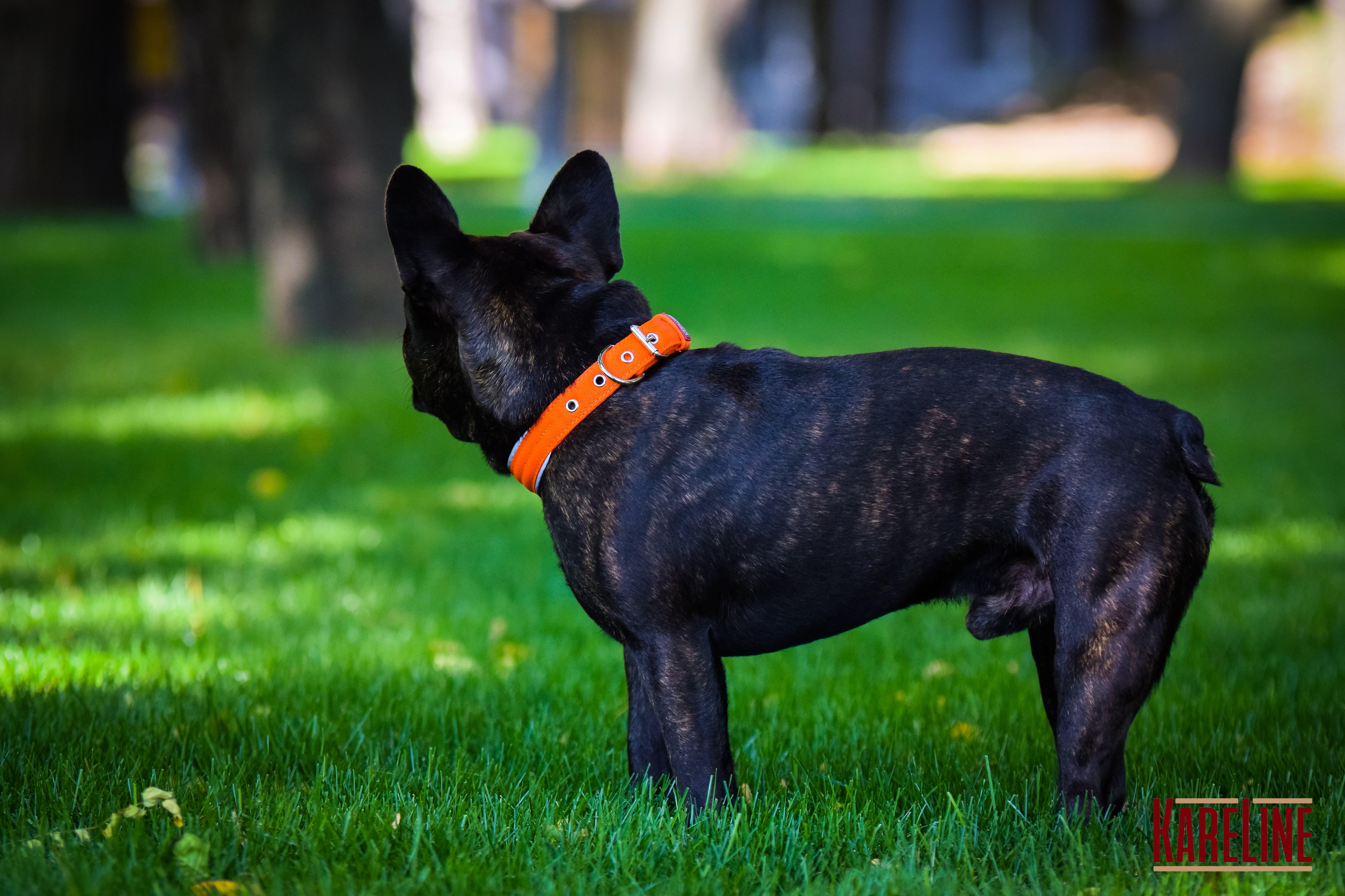 Ошейник KareLine усиленный нейлоновый со светоотражающим кантом 48 мм 380-460 мм Оранжевый (0955/11) - фото 5 Ошейник KareLine усиленный нейлоновый со светоотражающим кантом 48 мм 380-460 мм Оранжевый (0955/11) - фото 5