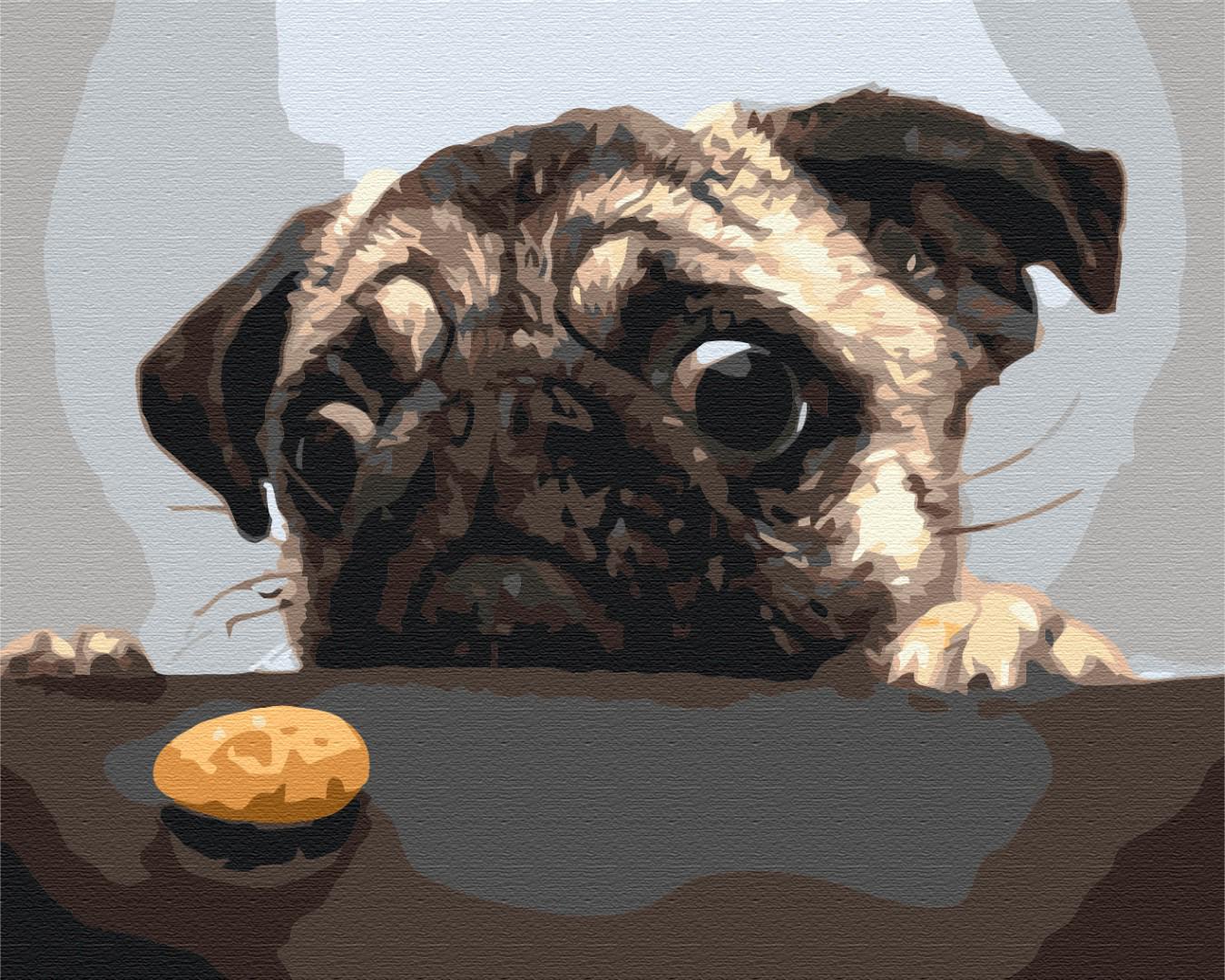 Картина по номерам Brushme Мопс 48x60 см (BS8765L)