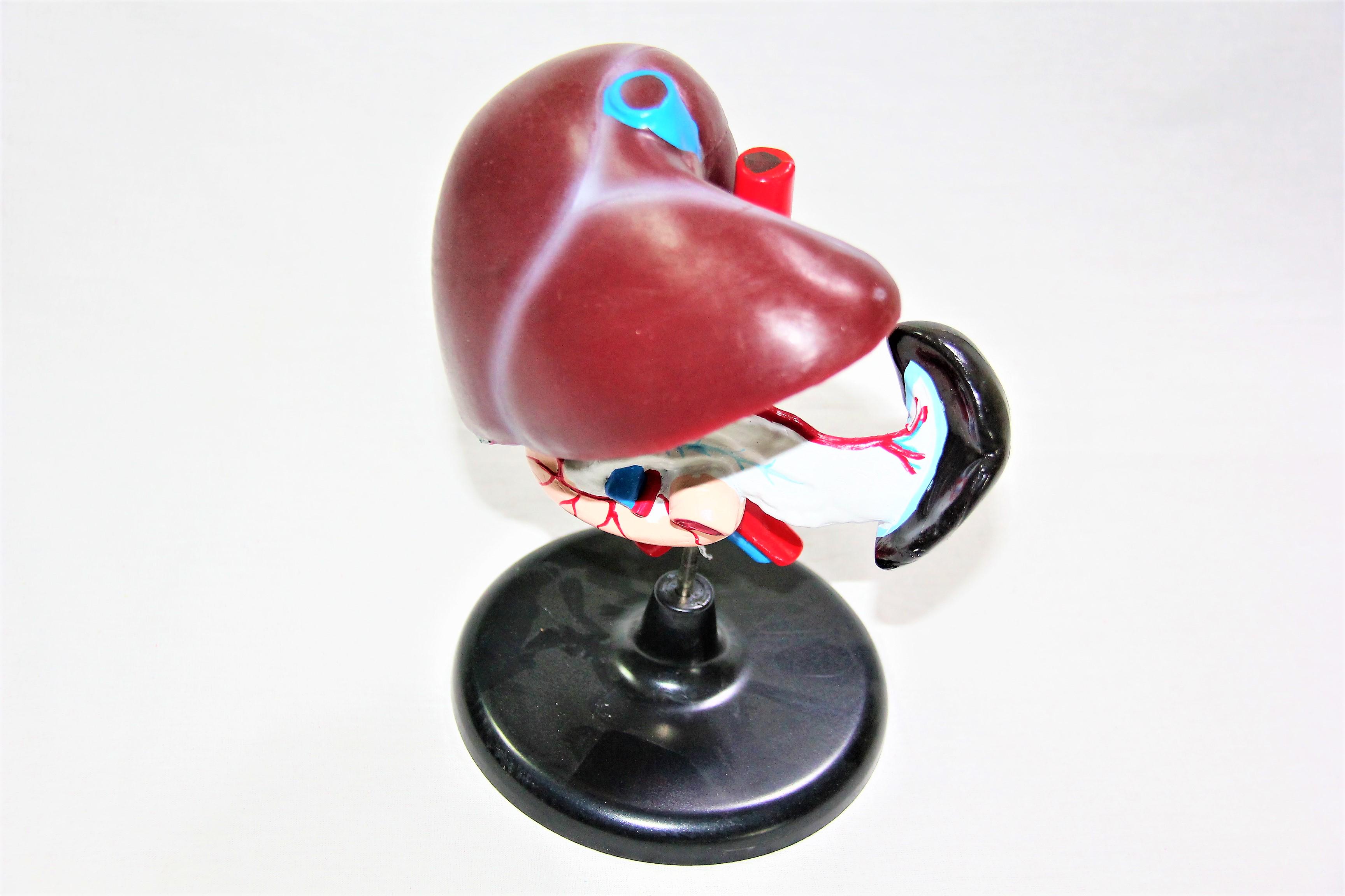 Макет Печінка людини Руді на підставці 25х18х16 см (Б016у) - фото 2 Макет Печінка людини Руді на підставці 25х18х16 см (Б016у) - фото 2