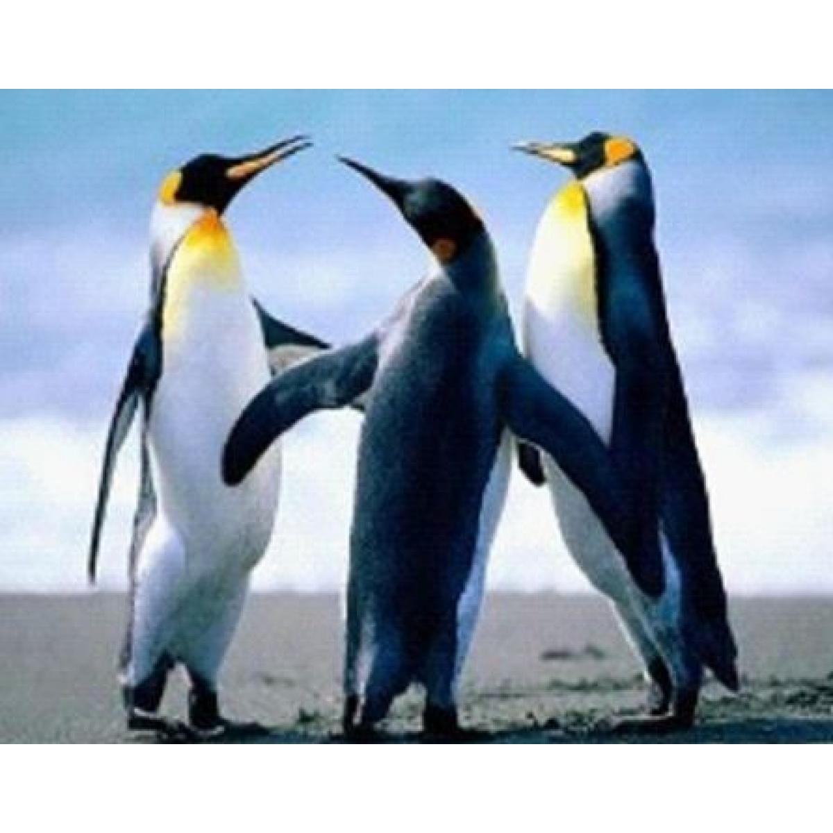 Алмазна мозаїка за номерами Josef Otten Пінгвіни полотно на рамі 30x40 см (MTT-191993)