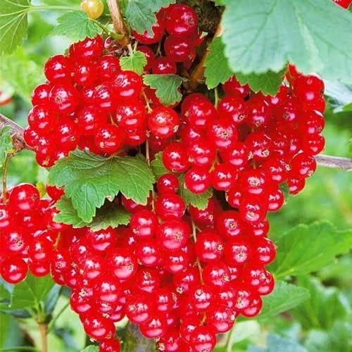 Саджанець порічки Альфа (2084704885)