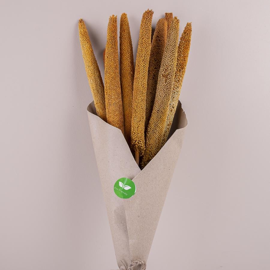 Сухоцвіт babala (ST00196)