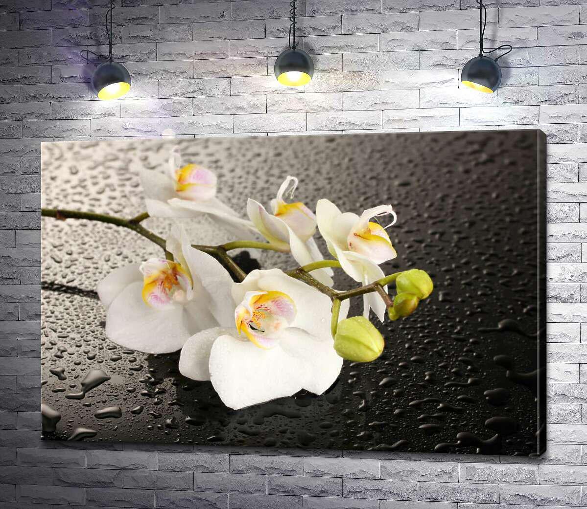 Картина ArtPoster Ветвь белых орхидей на орошенной водой черной поверхности  50x33 см Модуль №1 (000639)